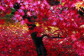Automne