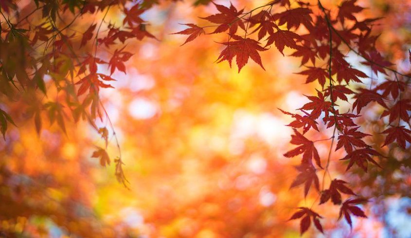 Labo des Tokés Pau - Automne - Traiteur Pau Automne- Traiteur Pau